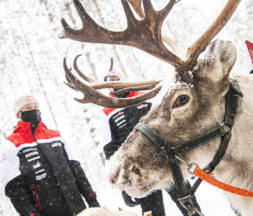 2021 WRC - Arctic Rally Finland - Kalle Rovanperä and reindeer