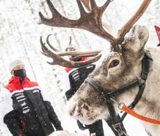 2021 WRC - Arctic Rally Finland - Kalle Rovanperä and reindeer
