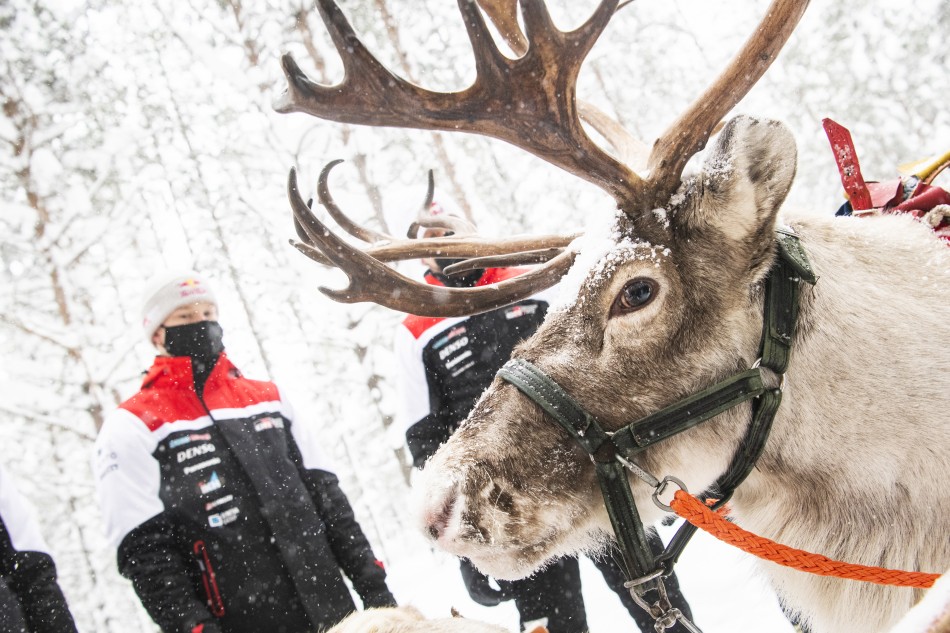 2021 WRC - Arctic Rally Finland - Kalle Rovanperä and reindeer