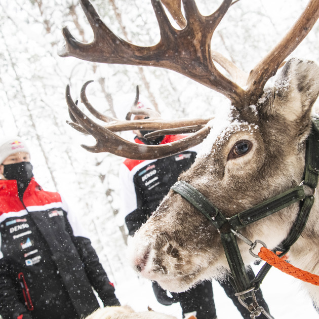 2021 WRC - Arctic Rally Finland - Kalle Rovanperä and reindeer